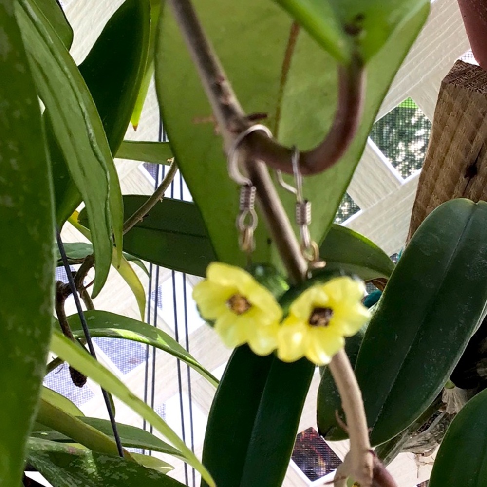 Rare HOYA dangle, yellow EARRINGS flower with stone and green leaves Vintage